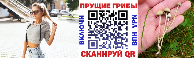 Купить где Можайск Псилоцибиновые грибы ЛСД